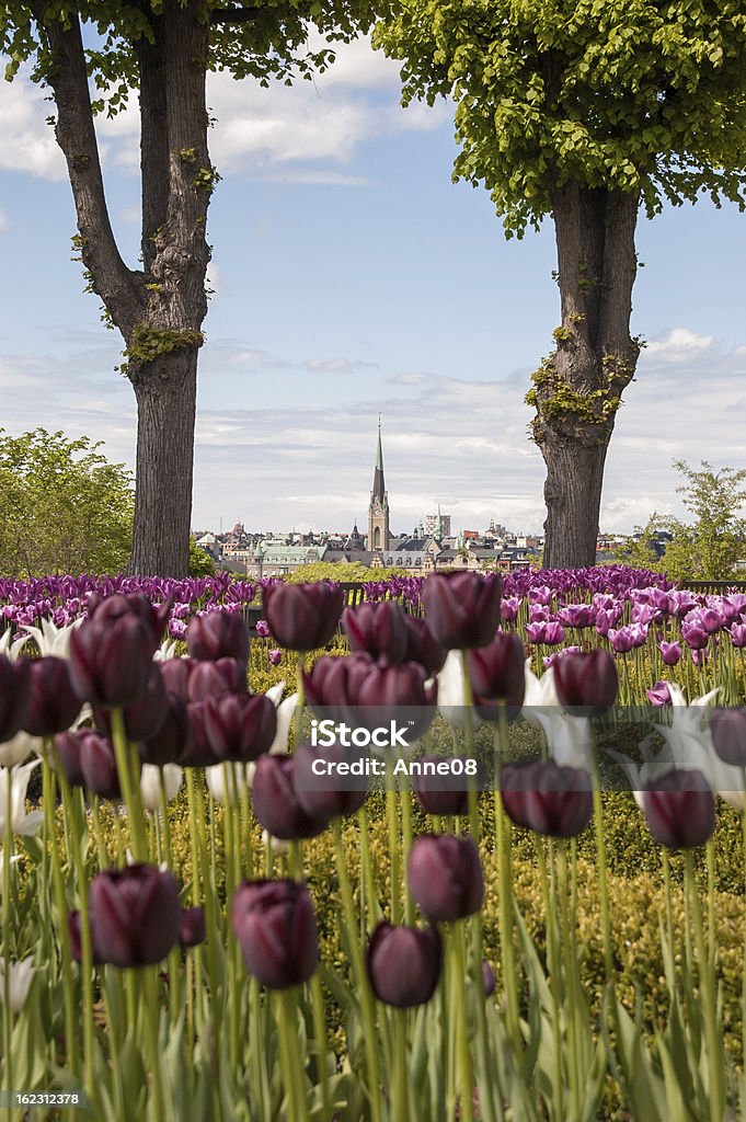 Marrom, branco, roxo tulipas com Igreja emoldurada por árvores 2 - Foto de stock de Azul royalty-free
