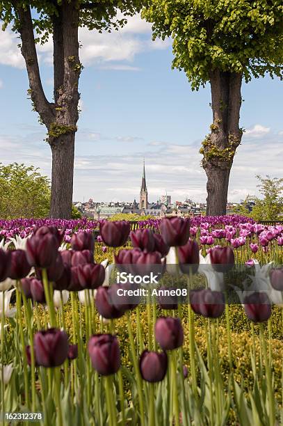 Foto de Marrom Branco Roxo Tulipas Com Igreja Emoldurada Por Árvores 2 e mais fotos de stock de Azul