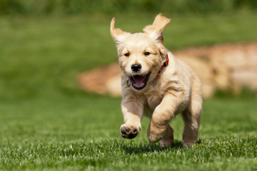 Golden Retriever Puppy running on grass towards the camera