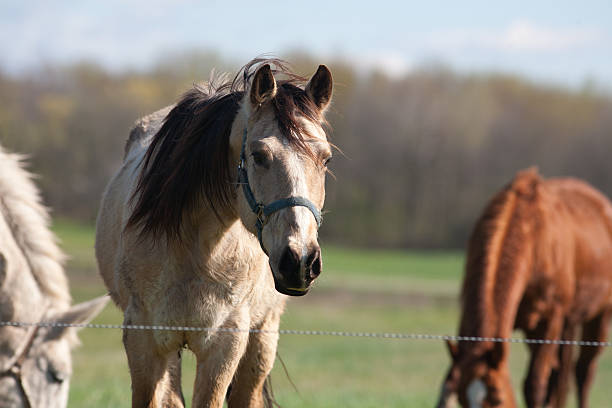 istock beige horse with dark brown crest 162312942