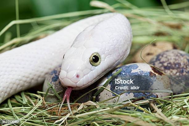 Foto de Texas Elaphe Guttata Em Um Ninho De Pássaros e mais fotos de stock de Animal - Animal, Animal selvagem, Branco