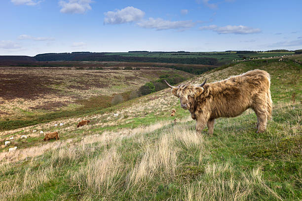 スコットランドハイランド牛、ノースヨークムーアズ、levisham 、ヨークシャー,英国 - highland cattle england cow north ストックフォトと画像