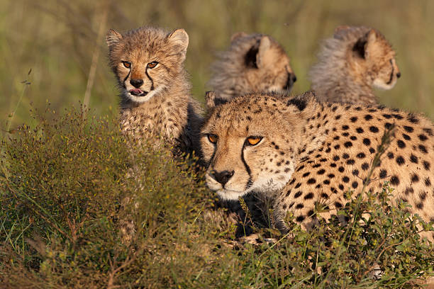 istock Mother Cheetah and Cubs 162313272