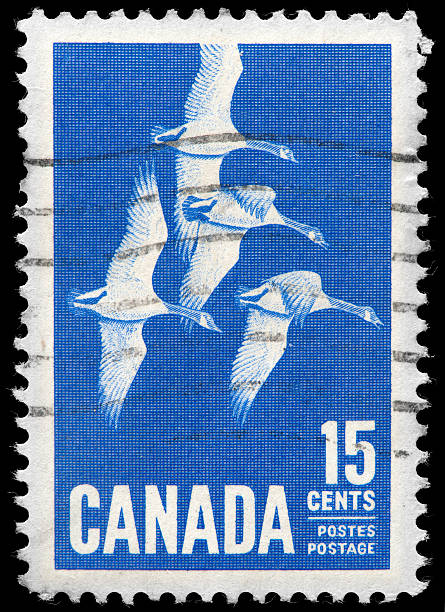 istock Canadian Vintage Postage Stamp Depicting Canada Geese, White, Blue 162313317