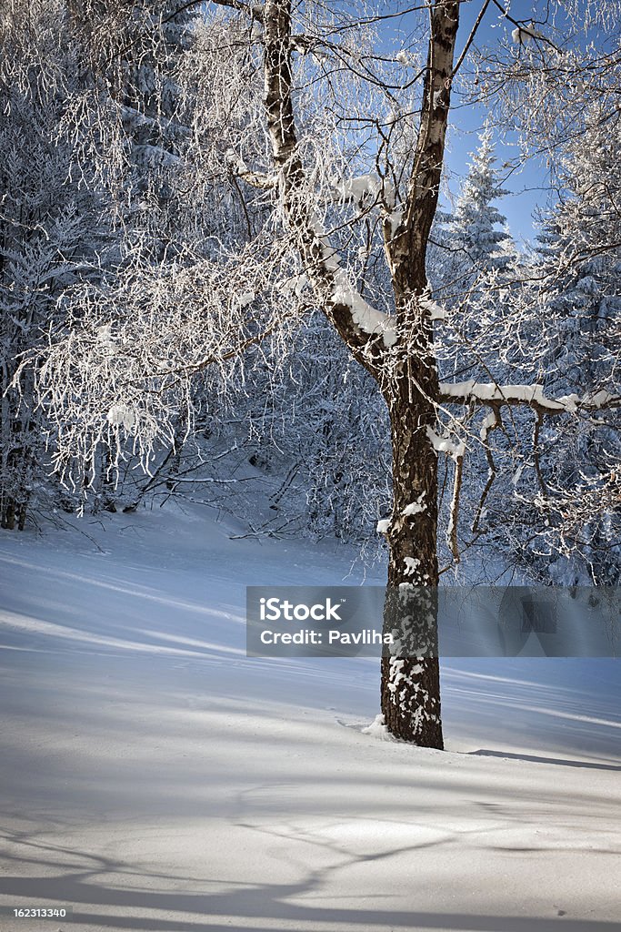 Árvore de inverno congelante da Europa na Eslovênia - Foto de stock de Alpes europeus royalty-free