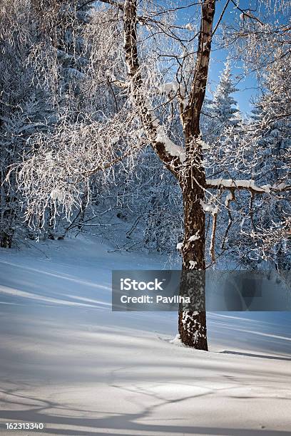 Foto de Árvore De Inverno Congelante Da Europa Na Eslovênia e mais fotos de stock de Alpes europeus