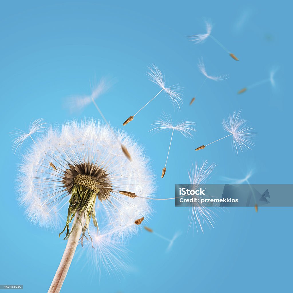 Dandelion seeds blown away in the blue clear sky Closeup of many dandelion seeds blown away by the wind in the blue clear sky from single blooming dandelion head. Simple composition of distinct bloom and unique contrast, sharp seeds with other with motion blurs. Flower is on the left of frame and the seeds flying away from left to top right. Blue even background can be easily extended to copy space on left, top and right. Plant is captured in daylight. Dandelion Stock Photo