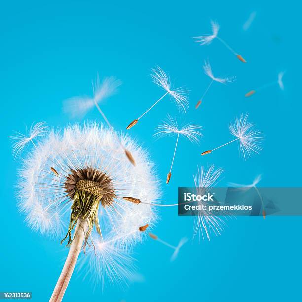 Dandelion Seeds Blown Away In The Blue Clear Sky Stock Photo - Download Image Now - Dandelion, Wind, Blowing