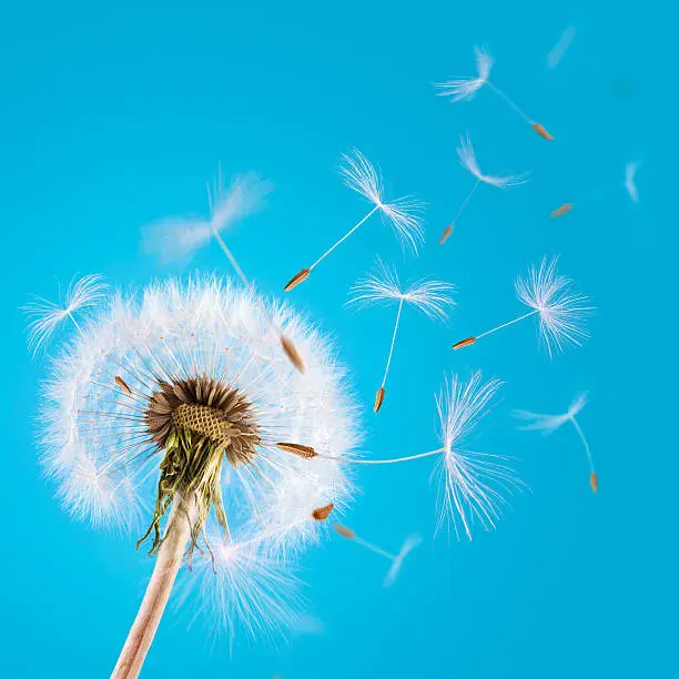 Closeup of many dandelion seeds blown away by the wind in the blue clear sky from single blooming dandelion head. Simple composition of distinct bloom and unique contrast, sharp seeds with other with motion blurs. Flower is on the left of frame and the seeds flying away from left to top right. Blue even background can be easily extended to copy space on left, top and right. Plant is captured in daylight.