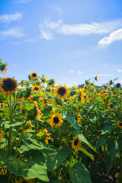 istock August summer sky and bright yellow sunflowers 1623135720