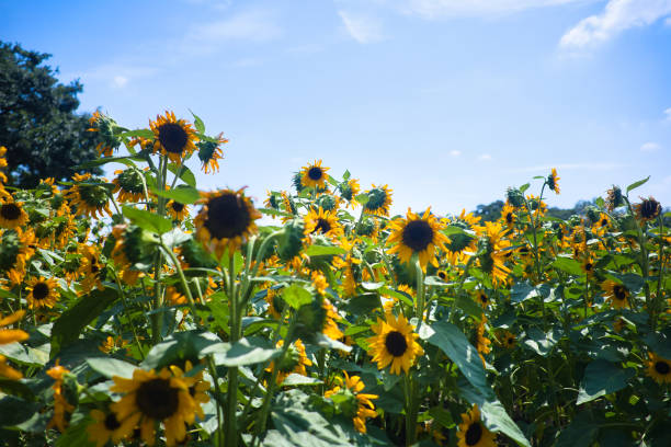 istock August summer sky and bright yellow sunflowers 1623135962