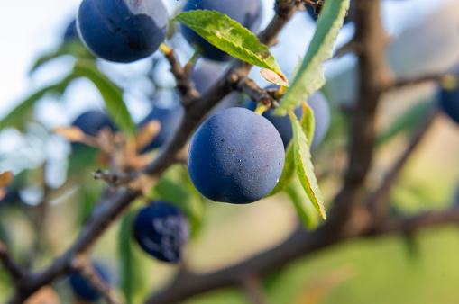 Macro photography of blackthorns, fruit of which the pacharán is obtained.