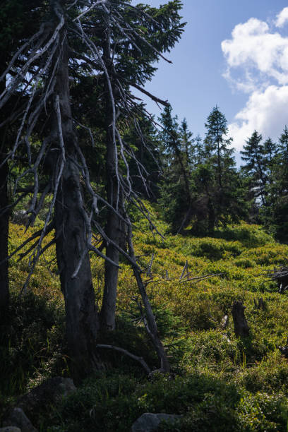 istock A Dried Tree Standing amidst Lush Greens on a Hill's Crest 1623143784