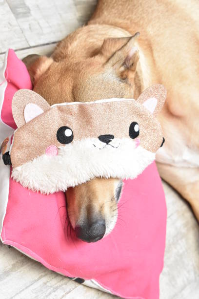 istock cute dog dressed up with a fox sleeping mask 1623160302