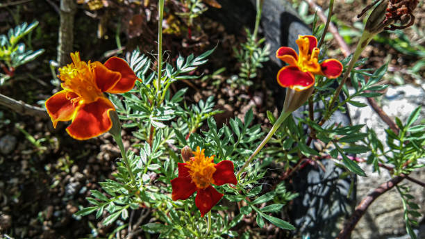 istock The flowers are single, glowing, mahogany red 1623163114
