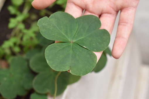 holding a shamrock