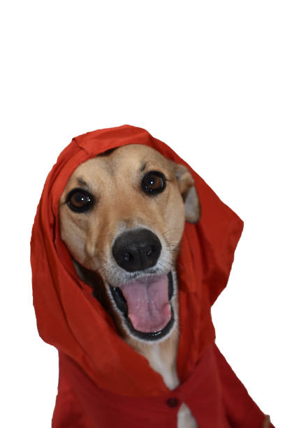 istock cute dog dressed up with a red hood 1623166356