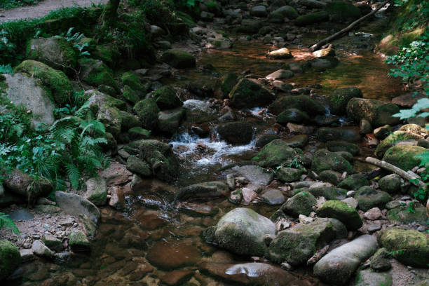 High angle scenic view of river flowing through rocks and plants in Black Forest at Germany