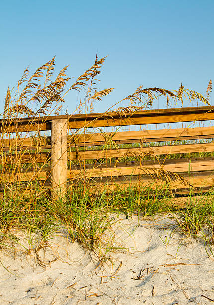 dune boardwalk und sea oats - sand sea oat grass beach sand dune stock-fotos und bilder