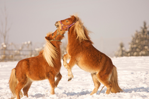 two horses in winter playing in the snow