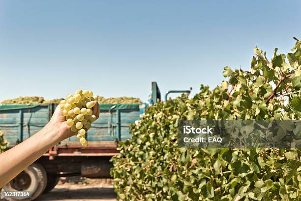 Winogrono Zbiorów - zdjęcia stockowe i więcej obrazów Białe winogrono - Białe winogrono, Zbierać winogrona, Argentyna