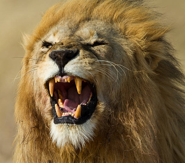 istock Lion showing teeth, Seregeti National Park 162317663