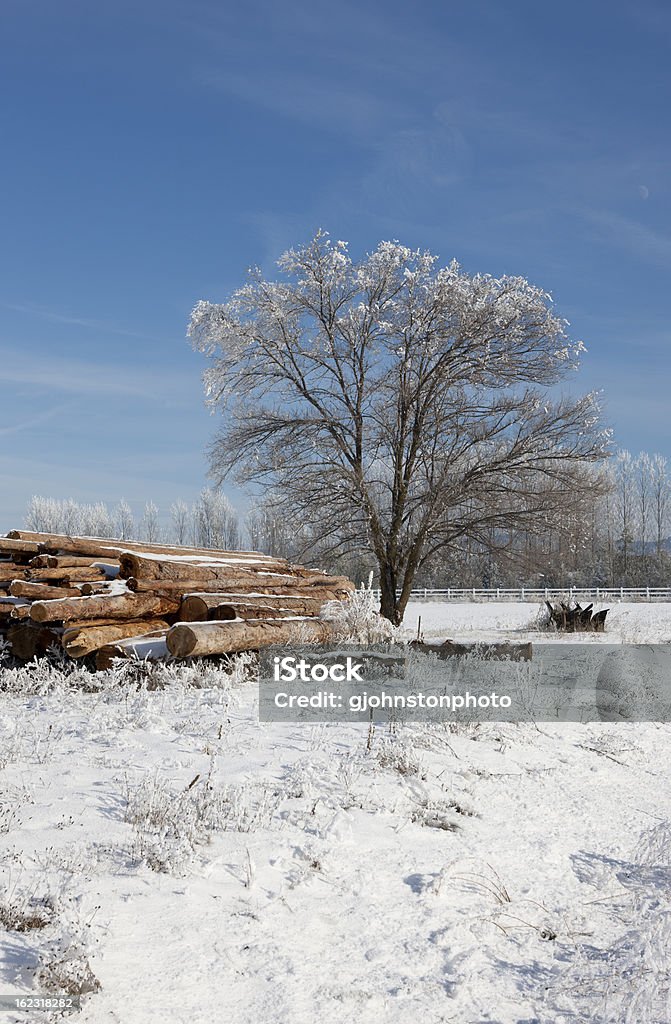 Frost árvore de inverno coberto em um dia. - Foto de stock de Azul royalty-free