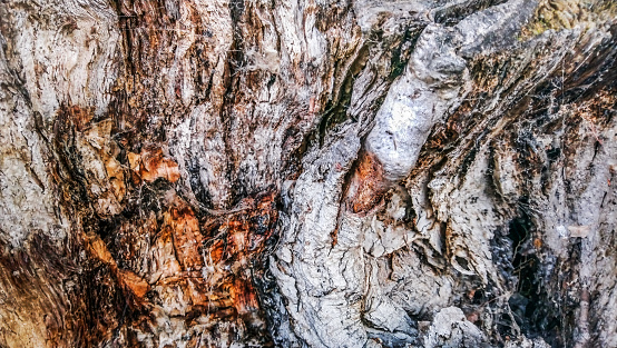 High resolution image of an old, weathered hollow White Poplar tree stump interior, with cracked, rotten wood tissue and patches of spider web and lichen growth.