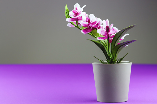 Pink orchid in flower pot on colored violet grey background. Orchid flower banner with copy space, minimalistic concept. Purple orchid artificial flower in pot on colorful background