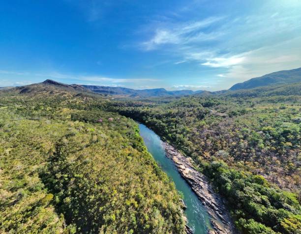 istock Brazilian cerrado forest 1623191954