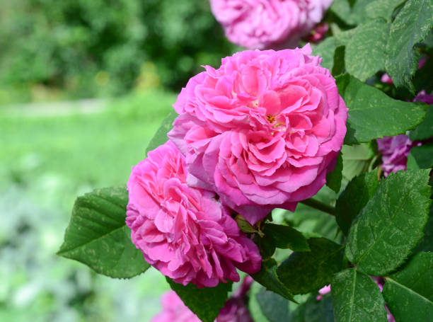 istock Beautiful pink roses in a garden 1623201165