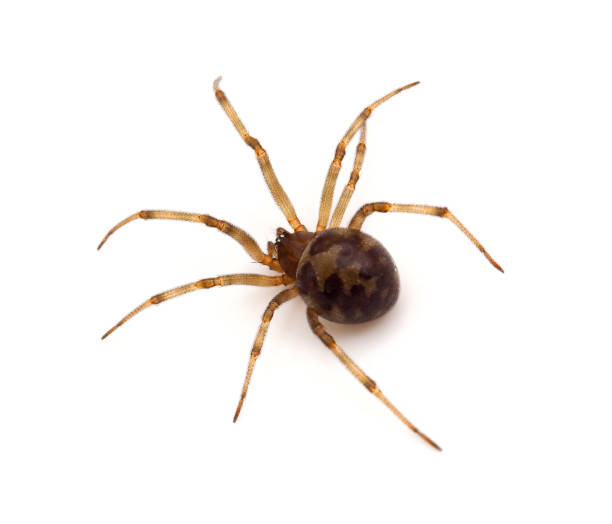 istock Triangulate cobweb spider isolated on white background, Steatoda triangulosa 1623201697