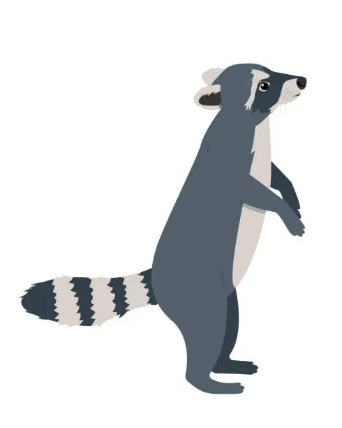 Vector illustration of Gray Raccoon standing on hind lags. Wild Animal with striped fluffy tail. Wild mammal forest raccoon.
