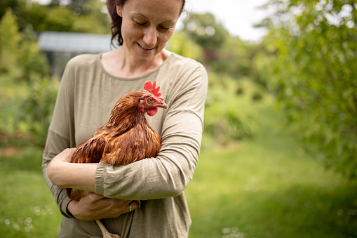 Mature woman enjoying daily routine on her farm, petting animals. She is holding one healthy chicken while walking through the farm and looking at her with happy and love