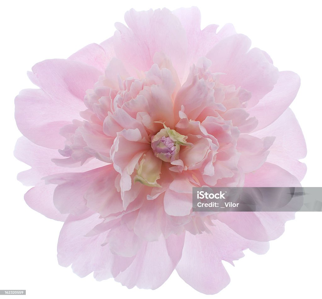 Pivoine - Photo de Fleur - Flore libre de droits