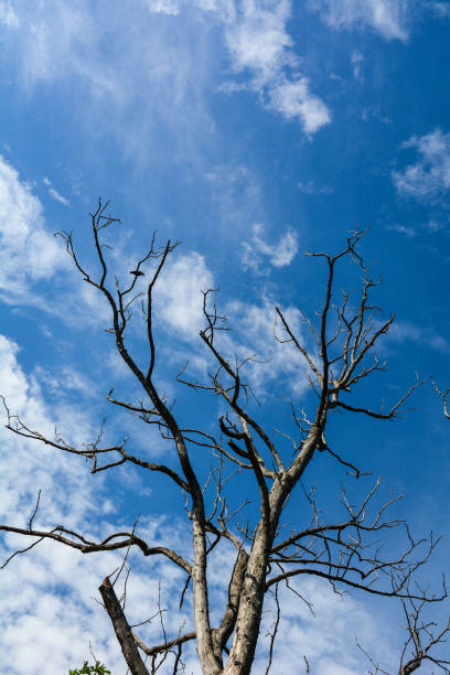 Dried tree under the blue sky at sunny day in forest. Winter scenery.