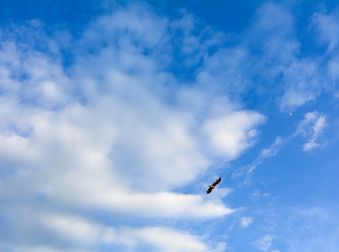 An eagle flying in the blue sky with cloudscape at sunny day