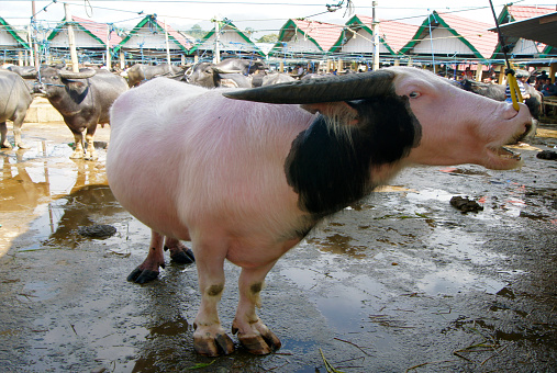 Cow at Kete Kesu Market, Tana Toraja, Sulawesi Island, Celebes - Indonesia