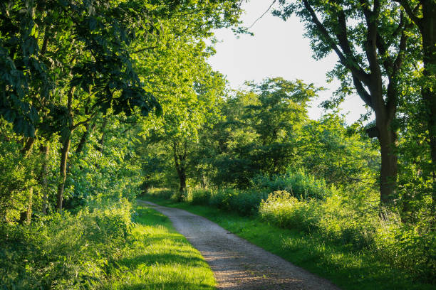 istock Scenic view of forest in rural Germany with empty footpath. 1623210683