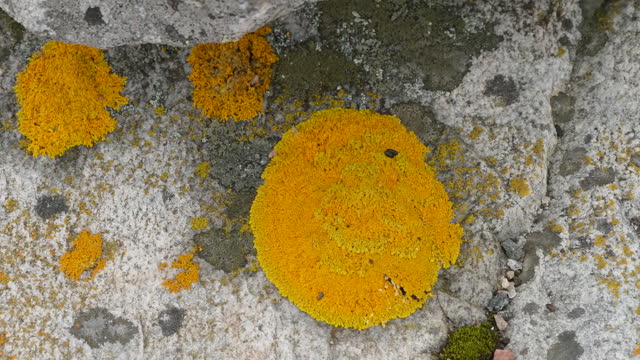 The yellow scaly fungus on the side of the rocks in Estonia