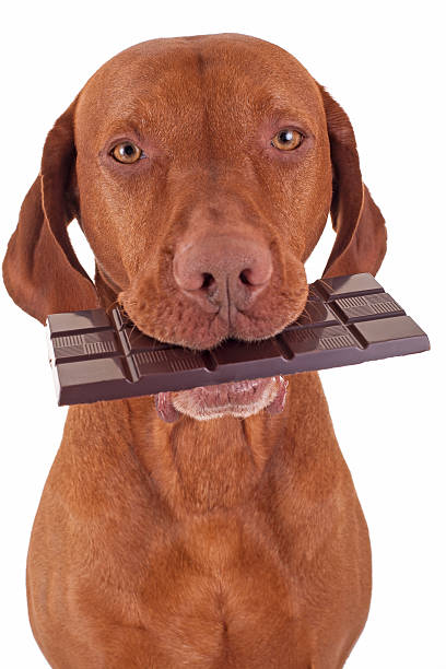 dog eating chocolate stock photo