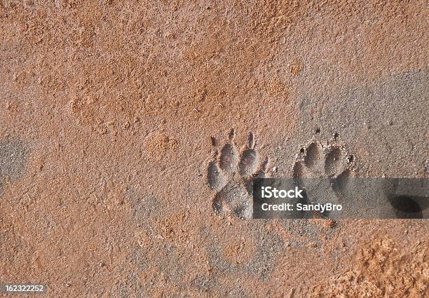 Paw Print Stockfoto und mehr Bilder von Pfotenabdruck - Pfotenabdruck, Sandig, Hund