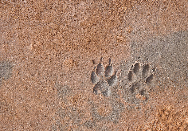 Paw Print stock photo