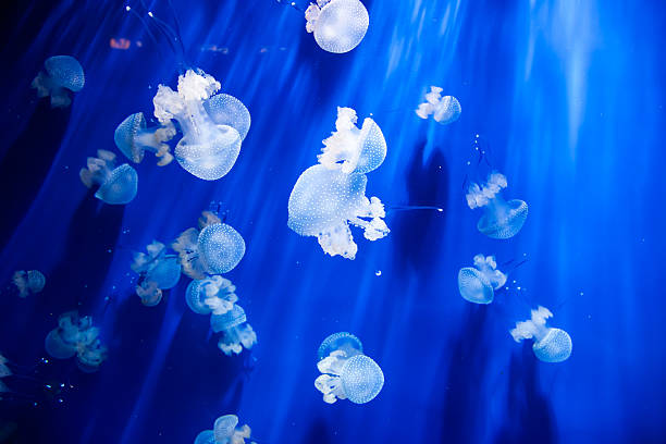 Jellyfish in an aquarium with blue water