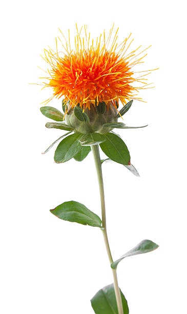 stock x safflower