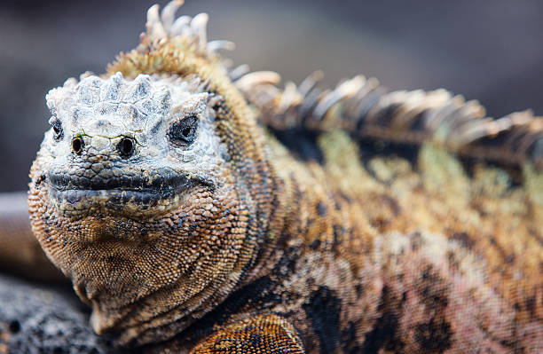 istock Male marine iguana 162323916