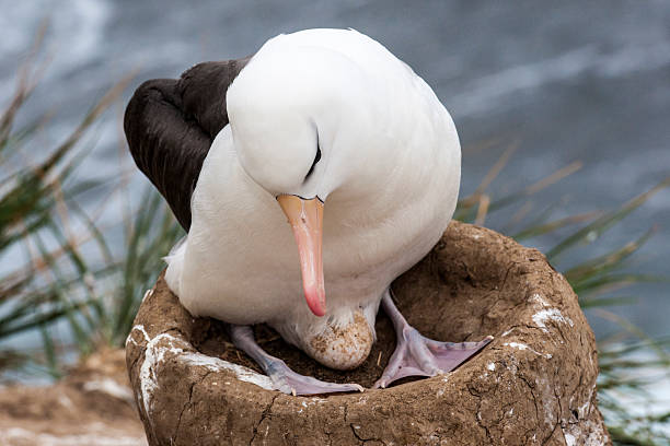 black-browed albatross z jaj - saunders island zdjęcia i obrazy z banku zdjęć