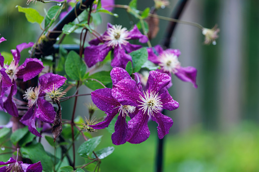 Violet purple clematis flowers next to a fence in bloom