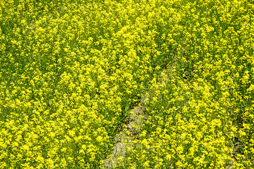 Field of Barbarea vulgaris flower at spring - Yellow Rocket plant (Cruciferae, Brassicaceae). Close up.
