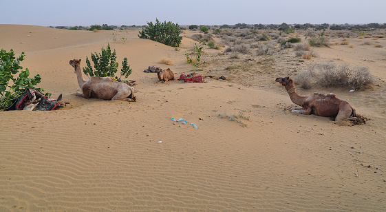Camels waiting on Thar desert in Jaisalmer, Rajasthan State of India.